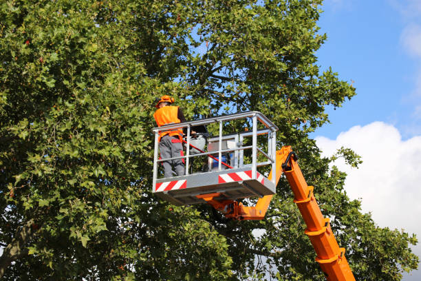 Hamilton City, CA  Tree Services Company